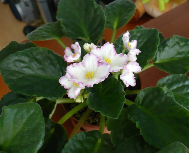 individual - Susie Sunshine - Saintpaulia - violete de camera