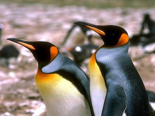Poze cu Pinguini_ Poza Pinguin_ Imagini Pinguini Simpatici_ Wallpaper Pinguin 6[1] - poze cu pesti shi pinguini