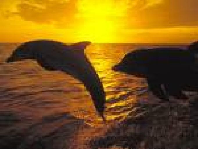 MBAWBDIKVXMFPZMNHKV[1] - poze delfini si cativa pestisori