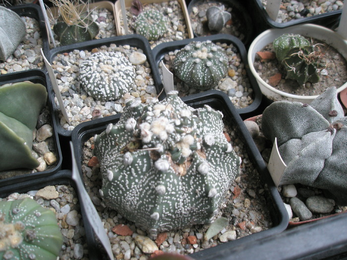 Astrophytum asterias cu cap de crestere ciudat - 07.01 - cactusi la iernat 2009-2010