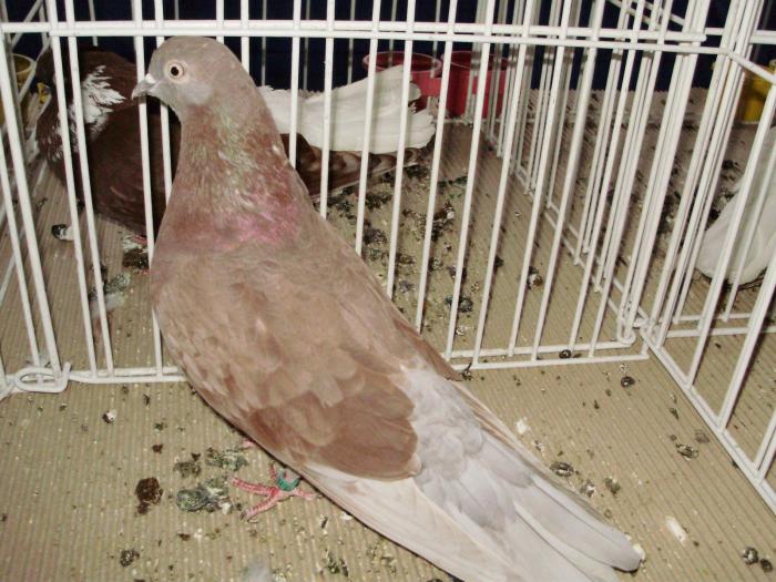 ciung1 - 1506 2 porumbei rz