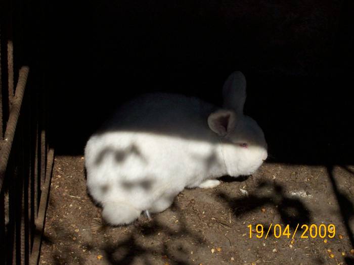 Picture 057 - poze iepuri aprilie 2009