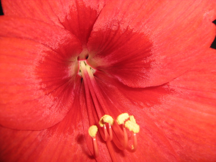 IMG_1790 - Amaryllis