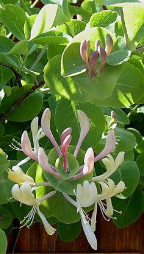 LONICERA CAPRIFOLIUM - Liane