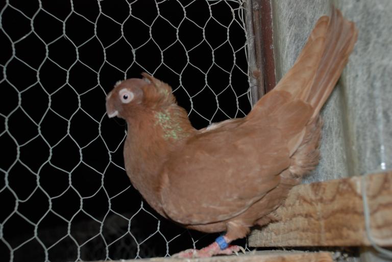 DSC_4245 - JUCATORI ARDELENI SI DE CALARASI