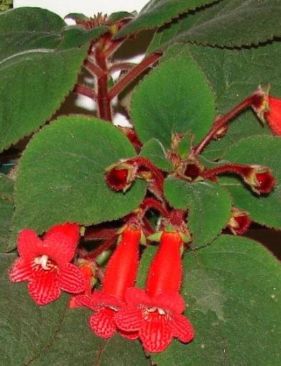 kohleria - flori 2008