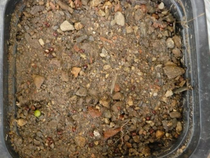 P1010268 - Cactusi 2008