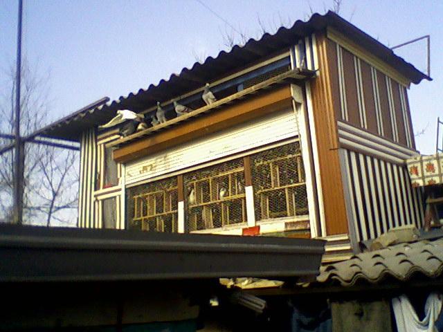 Fotografii-0020Ptwj. - Porumbeii mei calatori