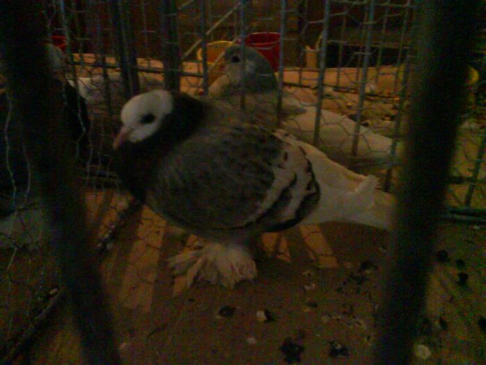 DSC00353 - Expozitia de la Tarnaveni din 2009