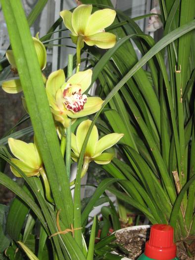 cymbi vernil ian 2010 - orhidee