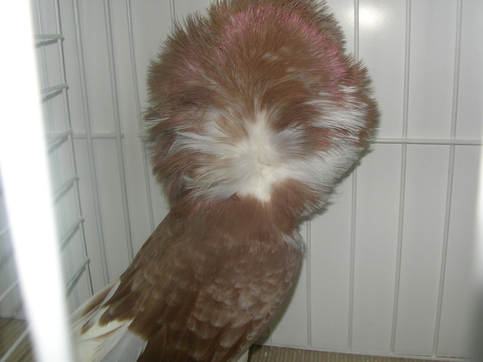 SANY0204 - poze expo 2009