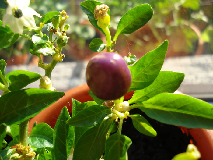 Brazilian Rainbow Pepper (2009, May 08)