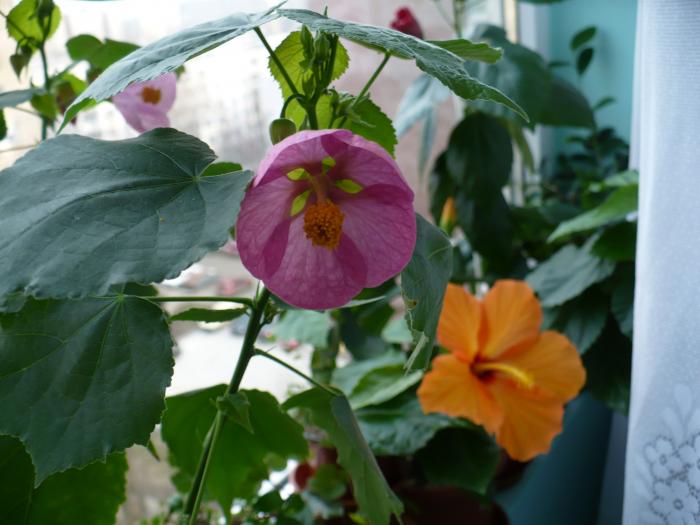 P1090104 - ABUTILONI