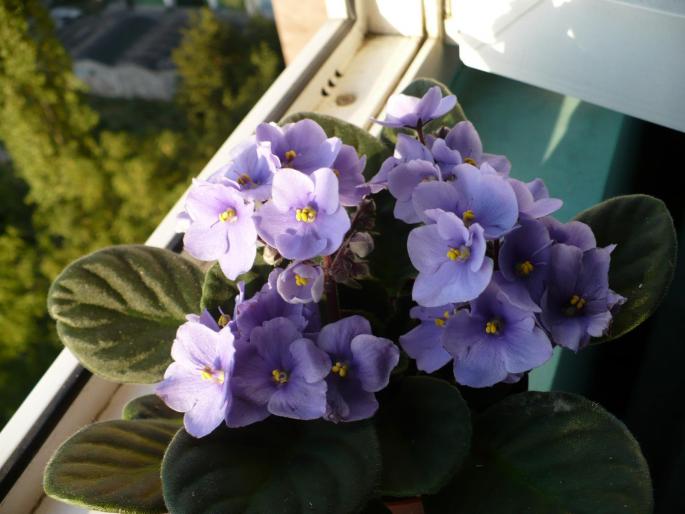 P1030863 - Violete africane