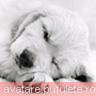 dragute_0020 - avatare animale