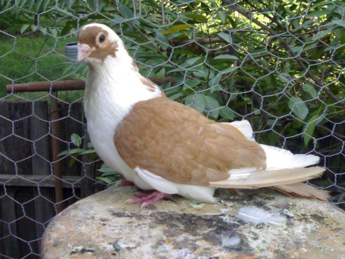 ELEJJJROIRKFCIJWKVK - arhiva