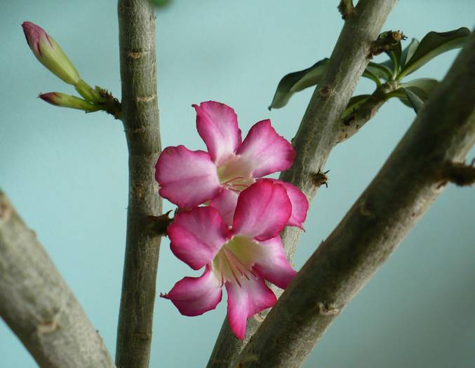 P1110486 - ADENIUM OBESUM