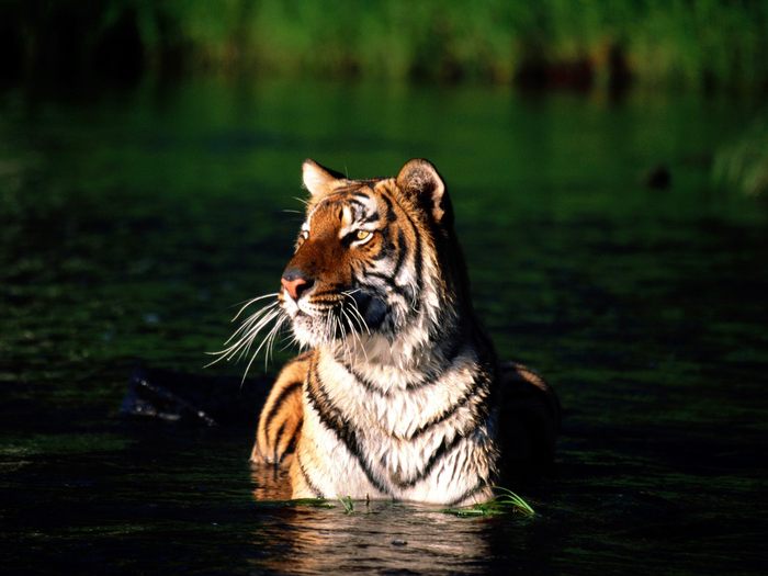 Taking a Dip, Bengal Tiger; Cele mai frumoase animale.
