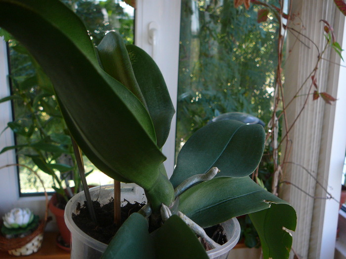 Phalaenopsis; Crestere  inclinata  la phalaenopsis
