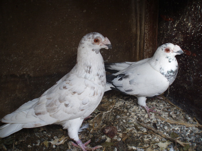 PB147543; pereke de dragoni
