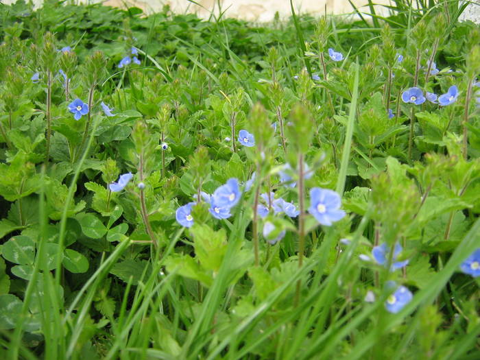 IMG_0082 - FLORI
