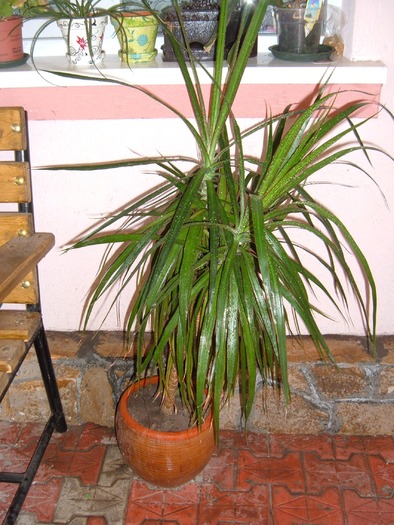 dracaena tip 2 - decorative prin frunze