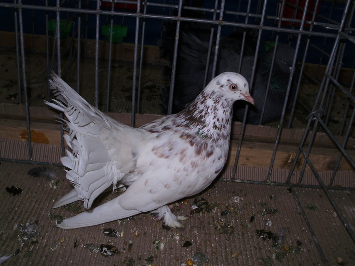 10951 rd 0 - 1507 partea 6a