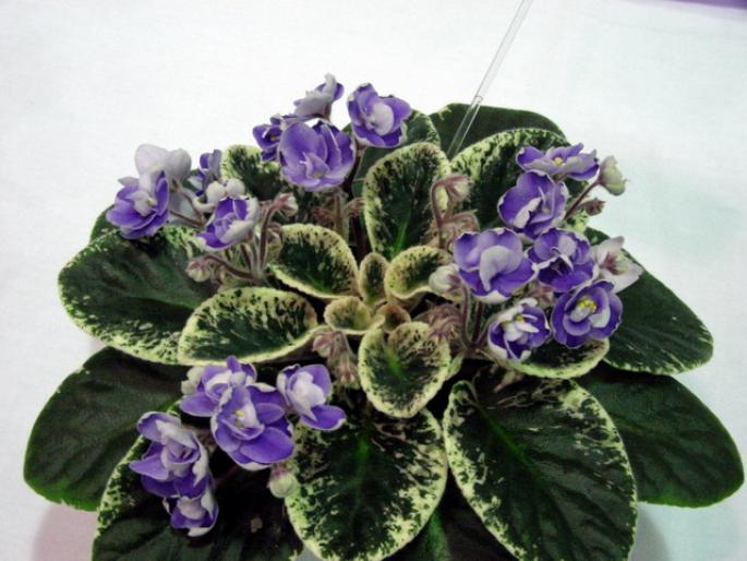 picasso_2005avsa_2 - violete de pe net 1