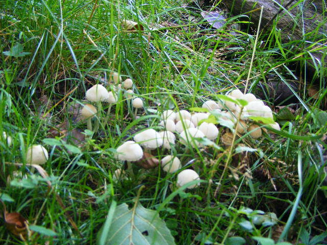 DSCF2628