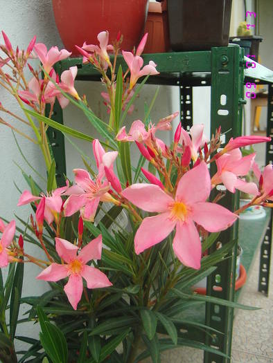 Leandru roz - Nerium oleander - leandru