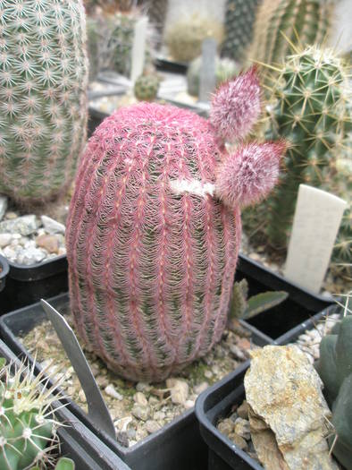 P6010079 - plantele lui George Nitu