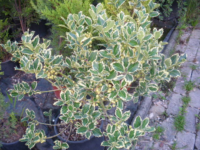 Ilex - flori si plante ornamentale