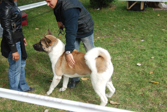 DSC_0072 - Concurs international de frumustete canina 2009 TgMures