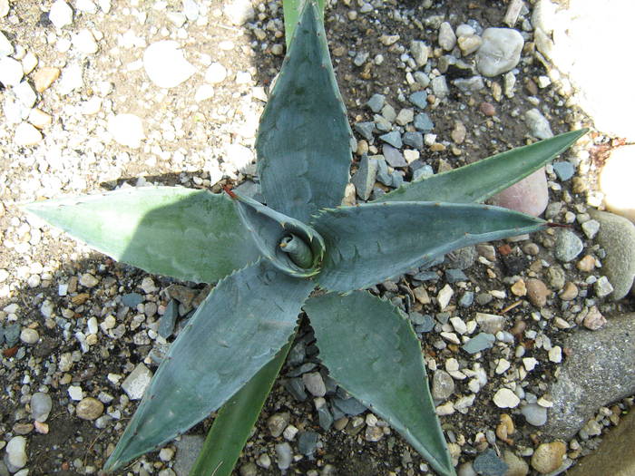 IMG_8685 - Cactusi la mosie 27 iunie 2009