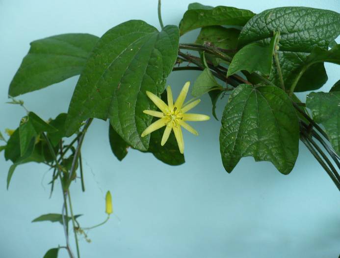 P1150034 - Passiflora