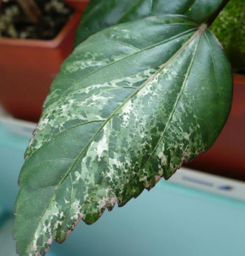 fr variegata - hibi Surinam - HIBISCUSI