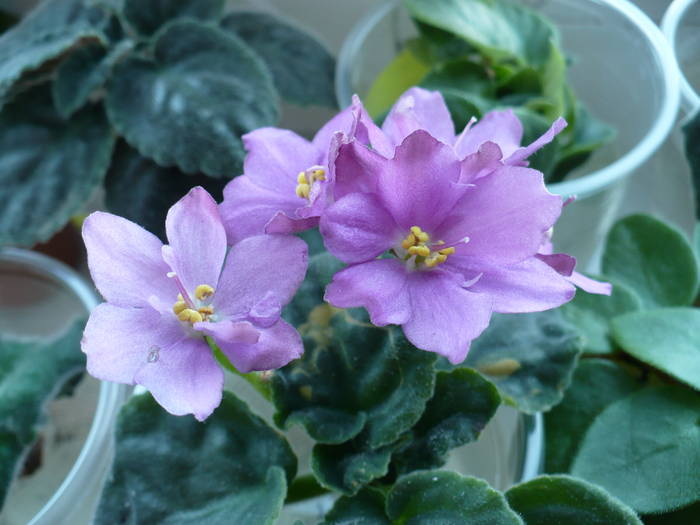 P1150133 - Saintpaulia - violete de camera