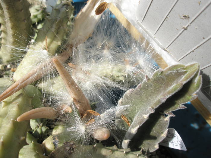 semintele de la Hurnia schneideriana - FRUCTE de cactusi si suculente