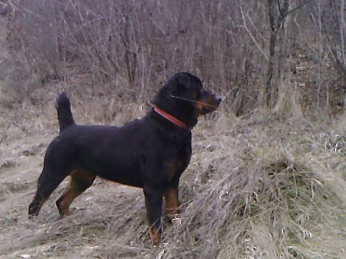 BELLA (10) - ROTTWEILER - BELLA