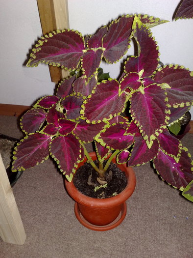 coleus