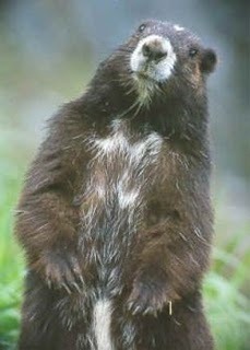 marmota din insula VANCOVVER - cele mai rare 10 animale din lume