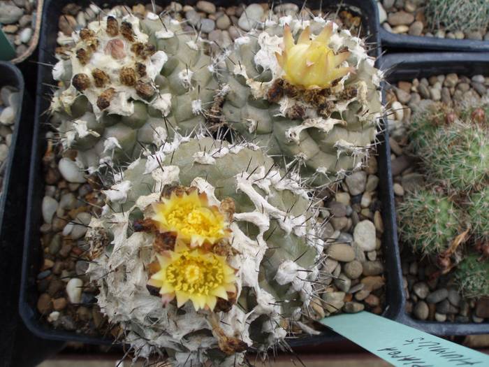 Copiapoa humilis