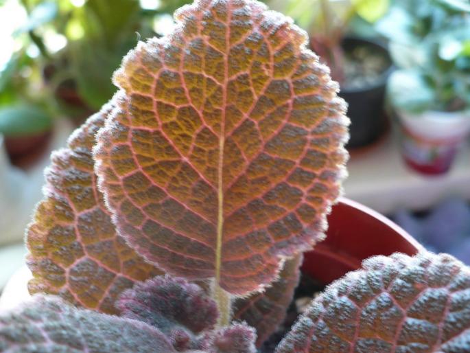 P1040944 - Episcia cupreata