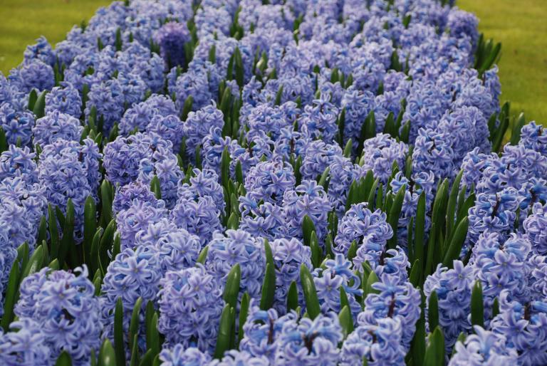 Afbeelding 626 - Keukenhof 2008