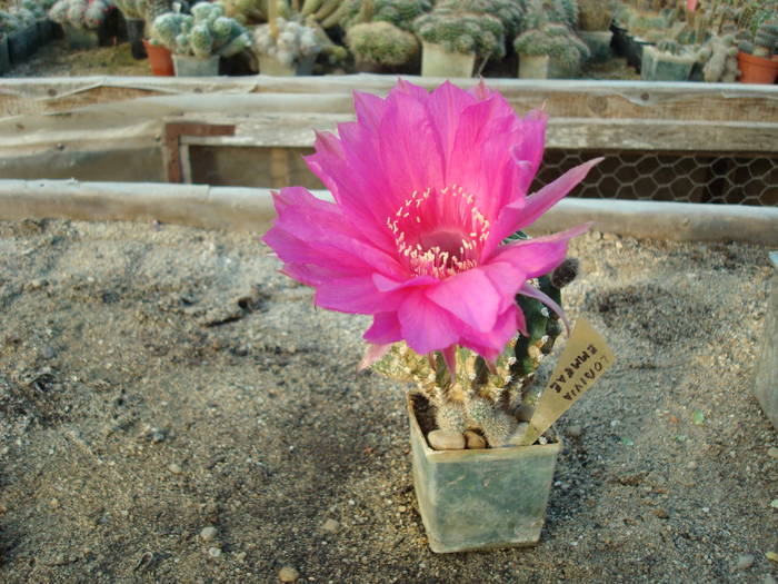 Lobivia  emmeae - Cactusi