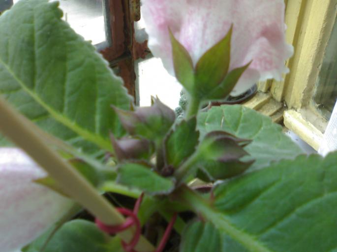 Tigrina Pink - Gloxinia 2008