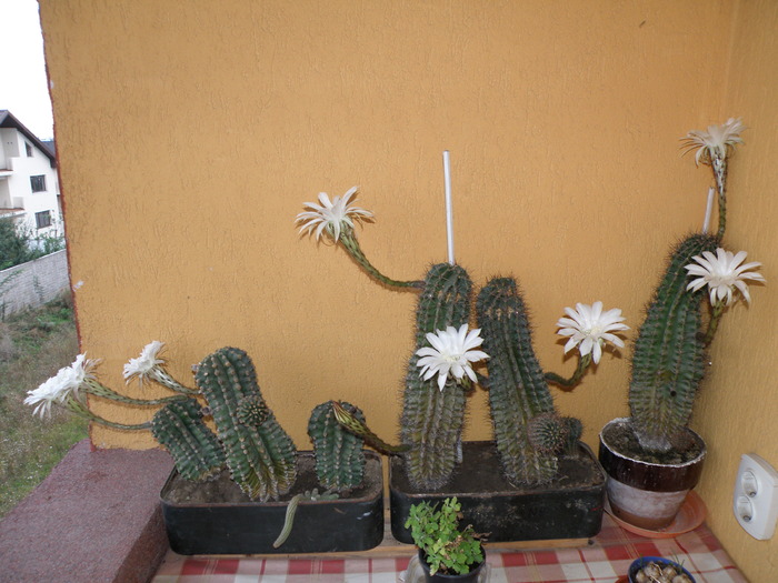 Picture 012 - cactusi