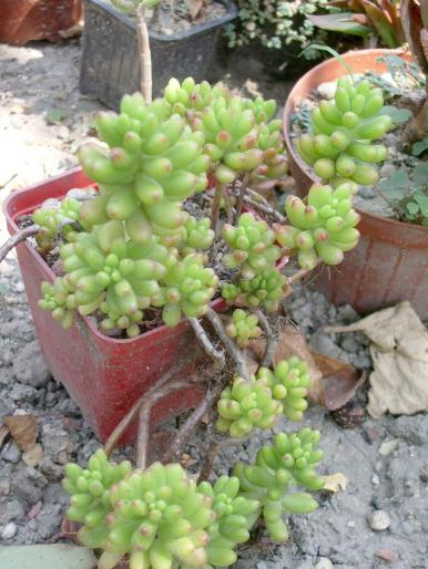 Sedum rubrotinctum