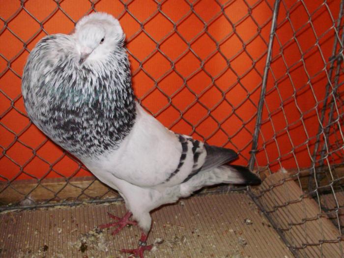 08166 starwitzer flugelsteller kr 1