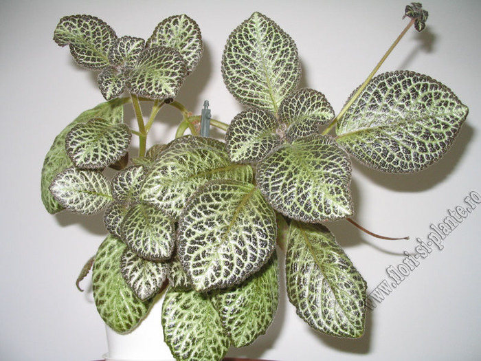 episcia Silver fog 3 - EPISCIA